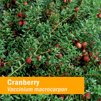 Thumbnail for Herb Pharm Certified Organic Cranberry Liquid Extract for Urinary Tract Support - 1 Ounce
