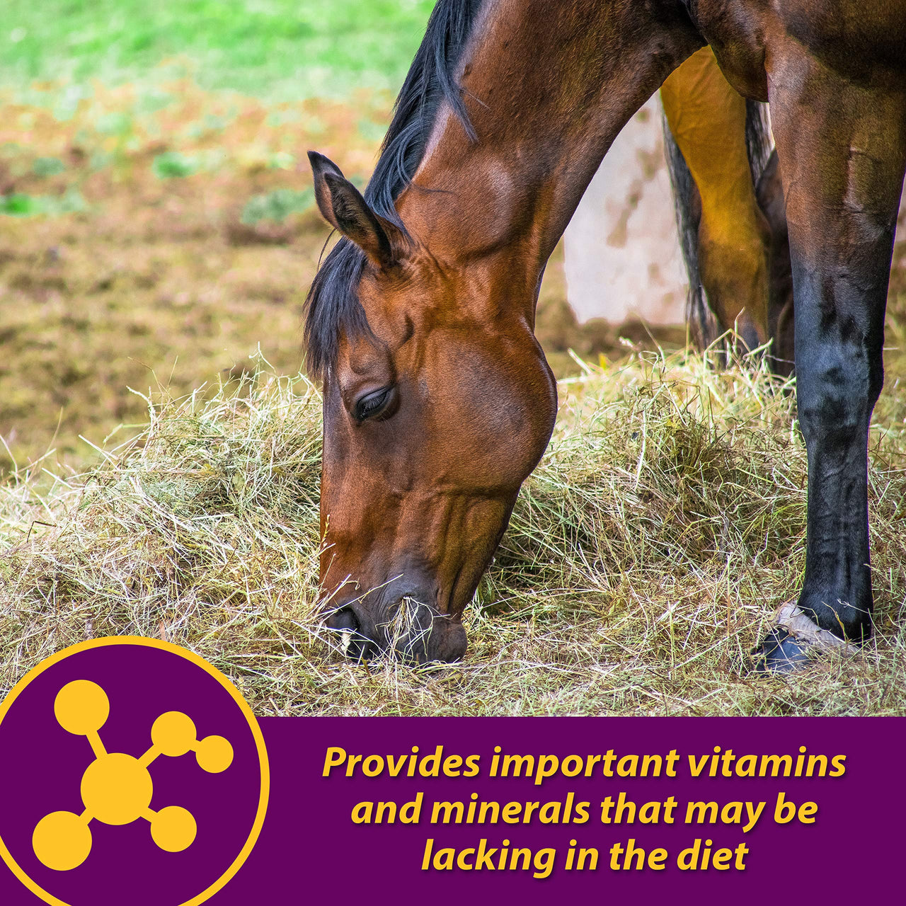 Horse Health Red Cell, Liquid Vitamin-Iron-Mineral Supplement for Horses, Helps Fill Important Nutritional Gaps in Horse's Diet, 1 Qt., 32 Oz., 16-Day Supply