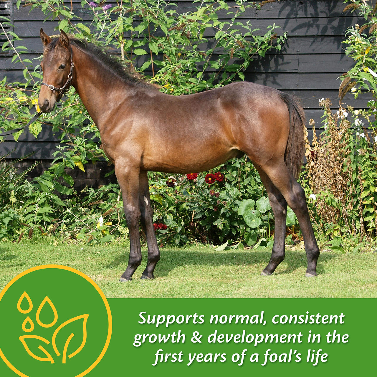 Farnam Grow Colt Supplement for Growth & Development, Supports Normal, consistent Growth in First Years of foal's Life, 3.75 lbs., 30 Day Supply