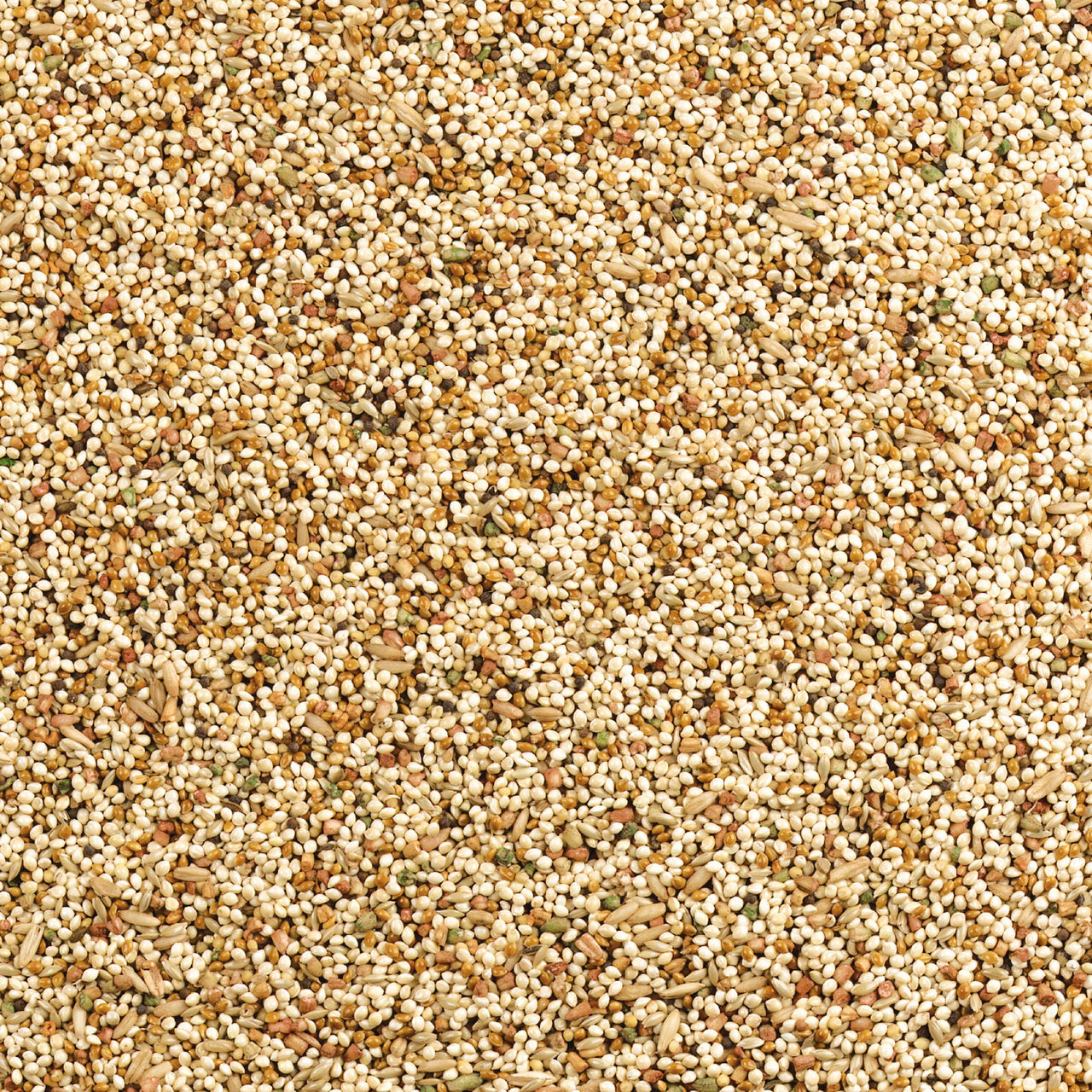 Wild Harvest Daily Blend Nutrition Diet for Parakeet, Canary and Finch 10 Pounds, Orange flavour