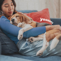 Thumbnail for ADAMS Flea & Tick Home Spray for Indoor House Treatment, Kills Bed Bugs, Fleas, & Ticks, for Carpet, Furniture & Pet Bedding, Controls Fleas, Ticks, Bed Bugs, Cockroaches, Spiders & Mosquitoes, 24 oz