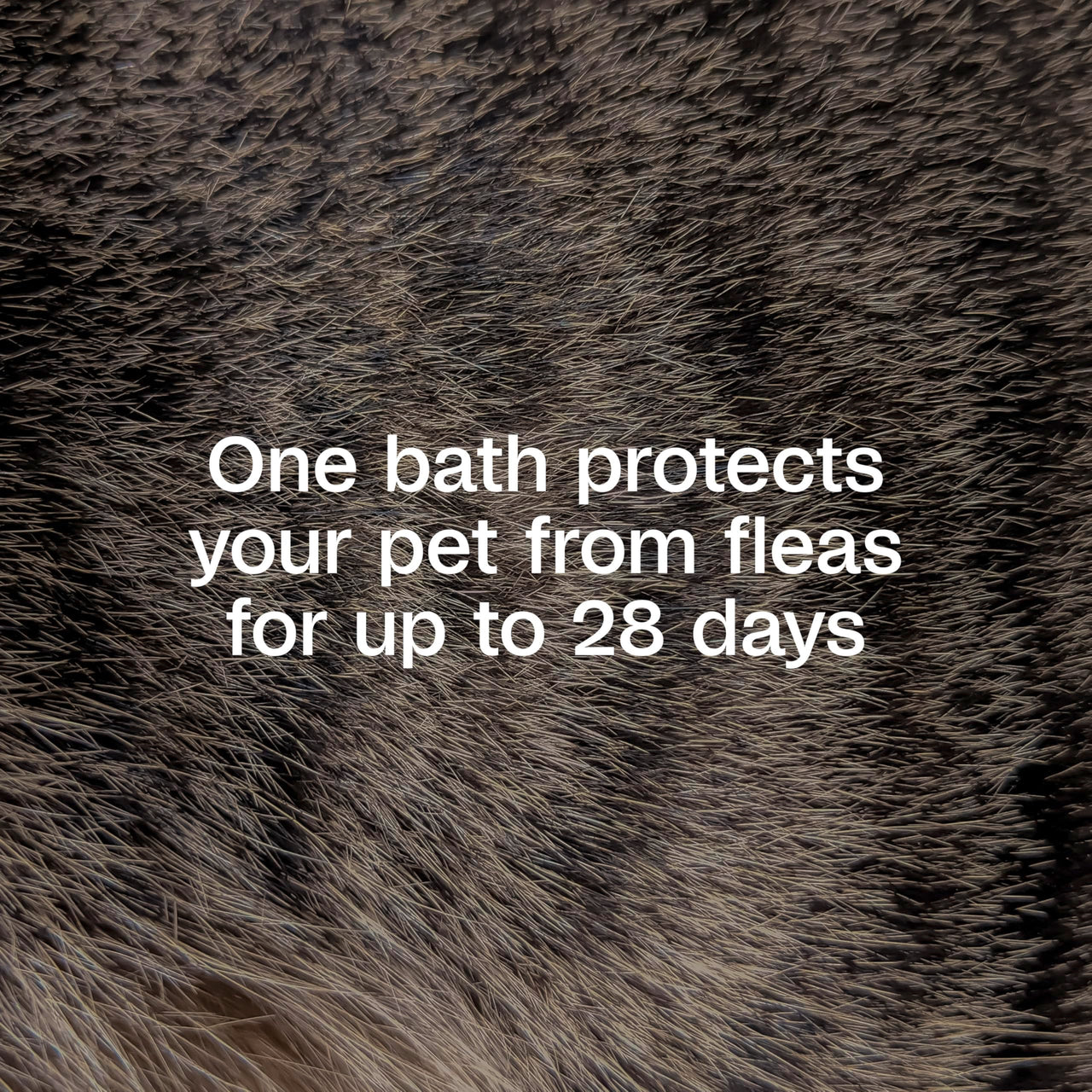 ADAMS Plus Flea & Tick Shampoo with Precor for Dogs, Cats, Puppies & Kittens, Flea Shampoo to Treat Flea Infestations, Kills Ticks, Fleas, Flea Eggs & Lice, Cleans and Conditions Coat, 12 Ounces