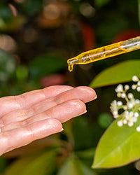 Thumbnail for Image 5 of Rosehip Oil for Face - Unrefined & Cold Pressed Essential Oil from the Seed - Nourishing for Skin & Hair - USDA Certified Organic & 100% Pure - 1 Oz